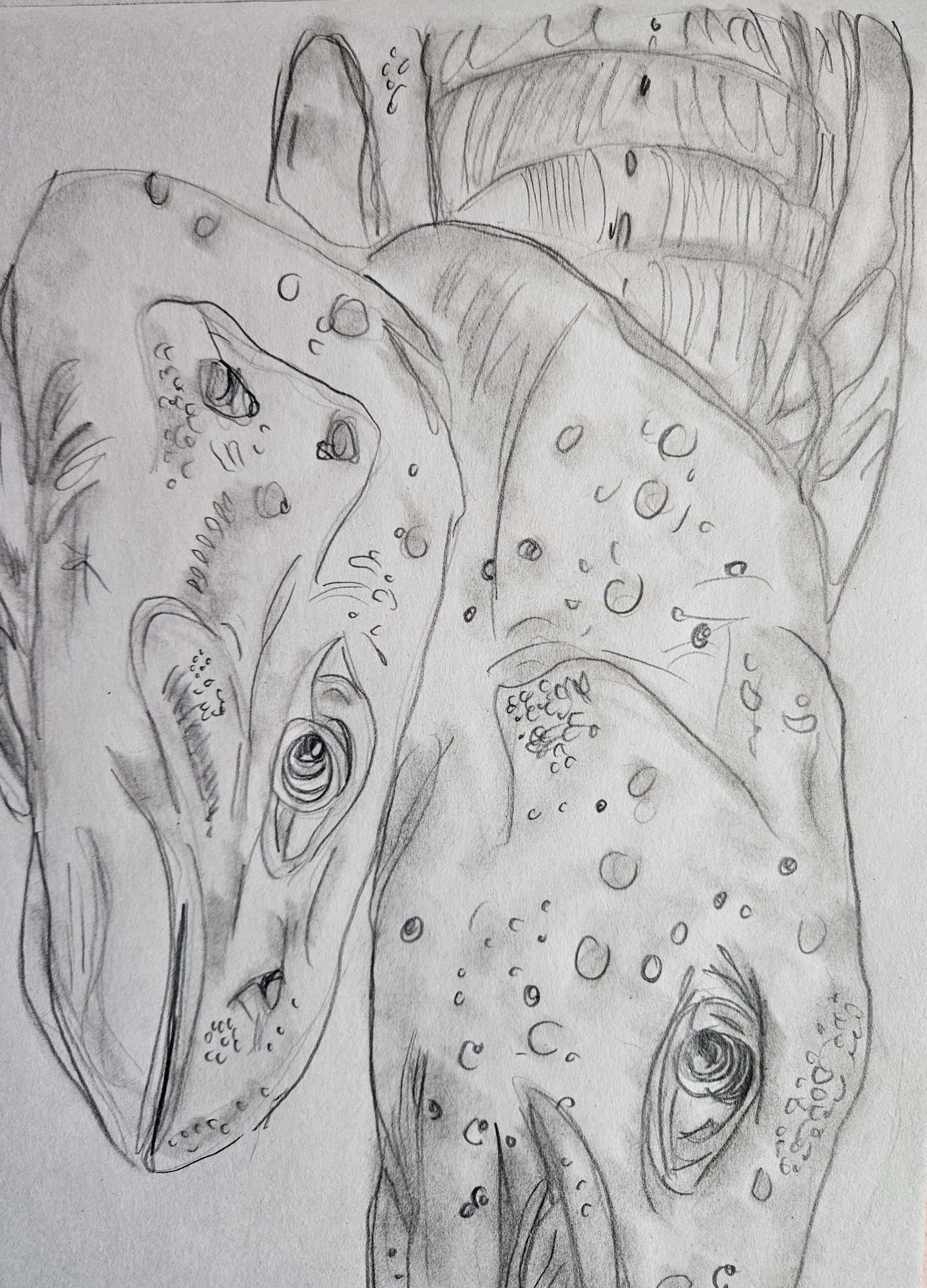 Salmon Head